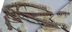 Czaszka osobnika <i>Darwinopterus sp.</i>