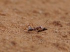 Matt Muir, iNaturalist