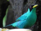 ryanacandee, Flickr