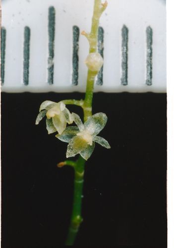 Lou Jost