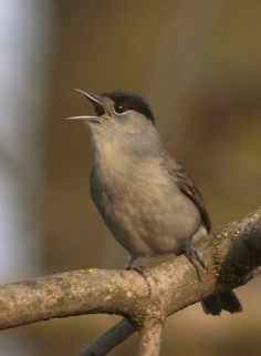 Samiec kapturki (Sylvia atricapilla)