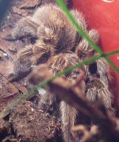 Grammostola spatulata