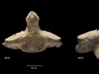 Schulting RJ et al., „The darker angels of our nature...” Antiquity. Published online 2024:1-17. doi:10.15184/aqy.2024.180