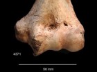Schulting RJ et al., „The darker angels of our nature...” Antiquity. Published online 2024:1-17. doi:10.15184/aqy.2024.180