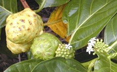 Owoce i kwiaty noni ((Morinda cirifolia)© Eric Guinther
