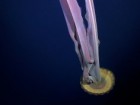 ROV SuBastian / Schmidt Ocean Institute, creativecommons.org/licenses/by-nc-sa/4.0/