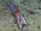 ROV SuBastian / Schmidt Ocean Institute, creativecommons.org/licenses/by-nc-sa/4.0/