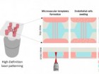 Alice Salvadori et al 2025 Biofabrication 17 035011, 10.1088/1758-5090/add37e