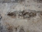 Muzeum Uniwersytetu Arktycznego