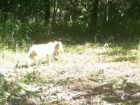 Wildlife Conservation Society