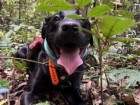 Working Dogs for Conservation