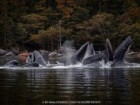 North Coast Cetacean Society