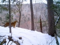 roylesafaris, iNaturalist.org, CC BY-NC