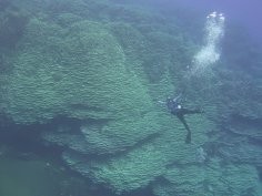 NOAA Fisheries