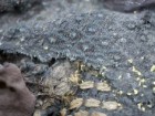 Landesamt für Denkmalpflege und Archäologie Sachsen-Anhalt, Andrea Hörentrup