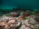 Fundacja Octopus