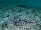 Fundacja Octopus