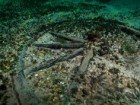 Fundacja Octopus
