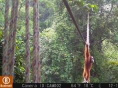 Sumatran Orangutan Society