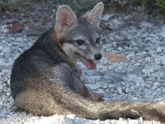 PathosWildlife.org