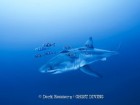 Derk Remmers, Ghost Diving