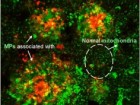 Dan, X., Croteau, D.L., Liu, W. et al. Nat Neurosci (2026)