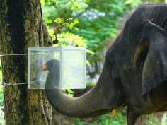 Hope SF, Plotnik JM et al. (2026) Asian elephants...; PLoS One 21(9): e0356549. doi.org/10.1371/journal.pone.0356549