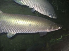 Piraruku (Arapaima gigas)